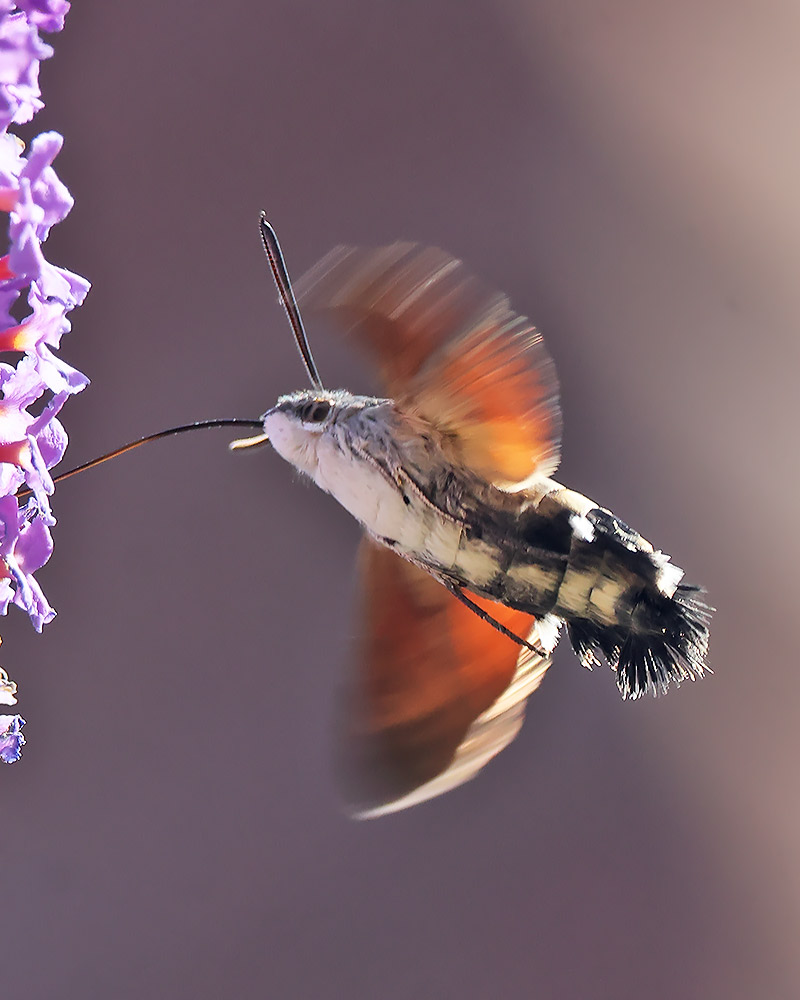 Hummingbird hawkmoth